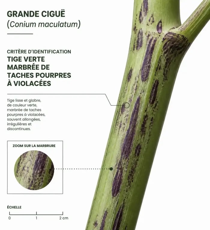 Tige de ciguë plante avec ses taches pourpres caractéristiques, critère d'identification clé