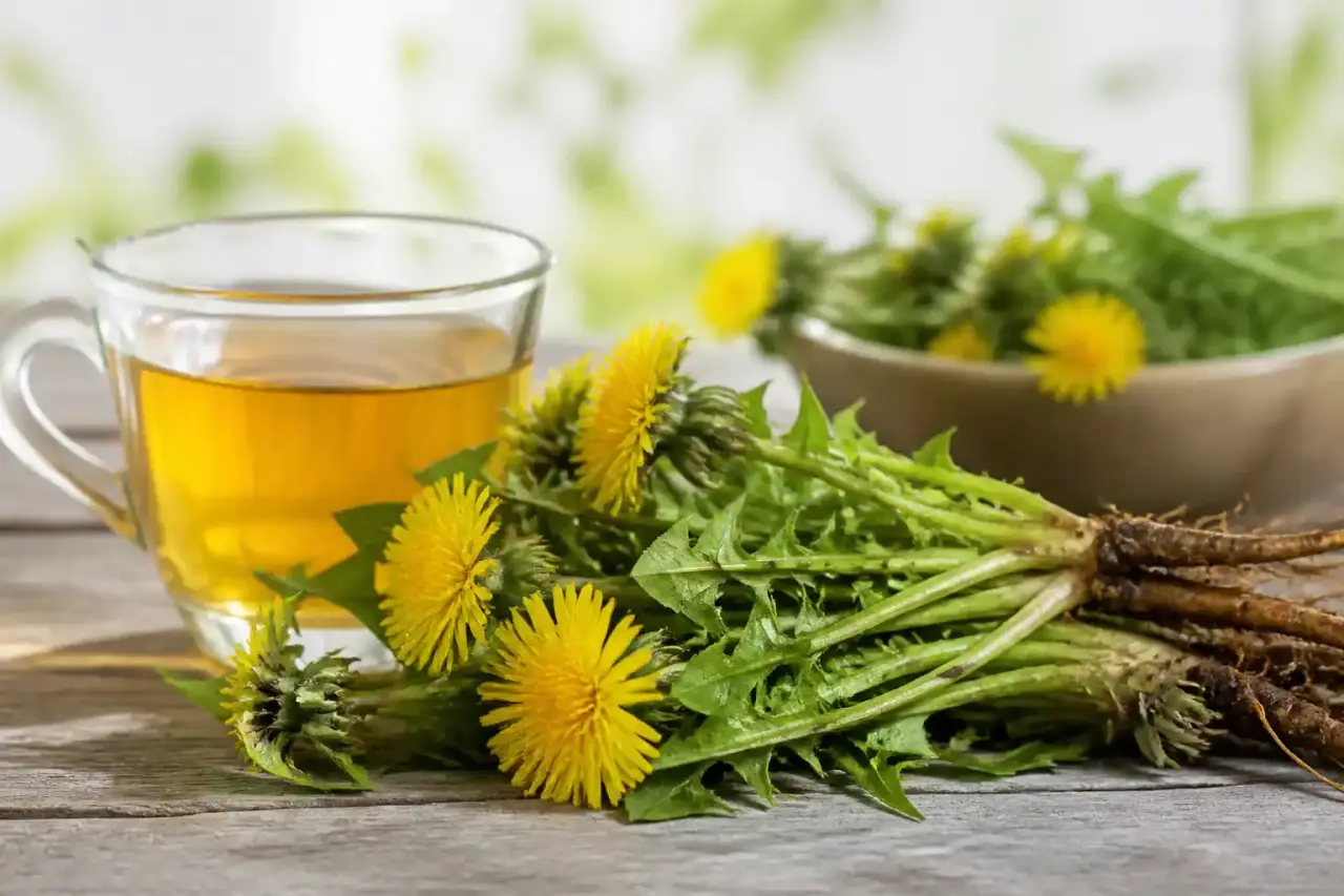 Racines et fleurs de pissenlit disposées sur une table d’apothicaire avec une tasse d’infusion